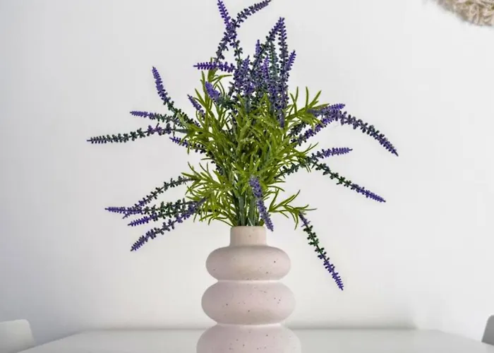 Stella Ventis 马尔扎梅米